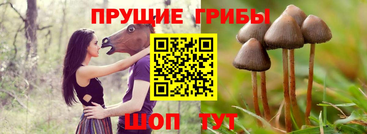 Галлюциногенные грибы Psilocybe  Вход с VPN  Кемерово 
